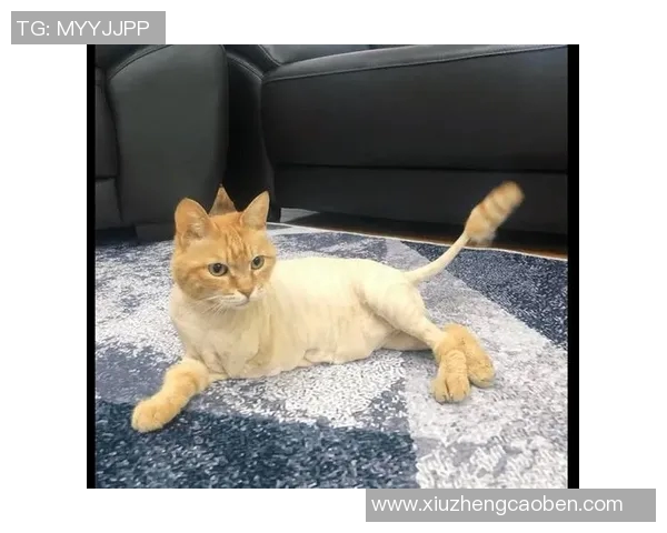 足球明星与宠物的温馨时刻:他们的生活与赛场之外的情感纽带 足球明星与宠物的温馨时刻:他们的生活与赛场之外的情感纽带